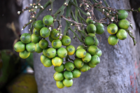 春季备孕注意事项全解析：科学调理助你迎接好孕时节