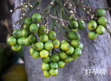 人工授精前必知的10项注意事项及准备工作全解析