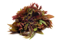 宫颈功能不全怎么治疗？了解宫颈环扎术等有效方法