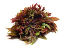 备孕必吃的10种食物清单 这样吃最容易怀孕