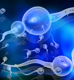 精子碎片率高会不会影响怀孕？揭秘其对生育的潜在影响与改善策略