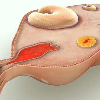 多囊卵巢怀孕容易胎停是真的吗?专家解读风险与科学应对策略
