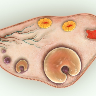 2025长沙多囊卵巢治疗医院排名前十揭晓:专科实力与患者口碑双维度解析