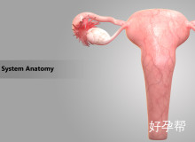 深度解析多囊卵巢症：症状识别与科学诊疗全指南