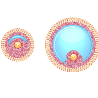 深度分析宫腔镜手术后复查B超时间选择：月经干净后检查要点解析